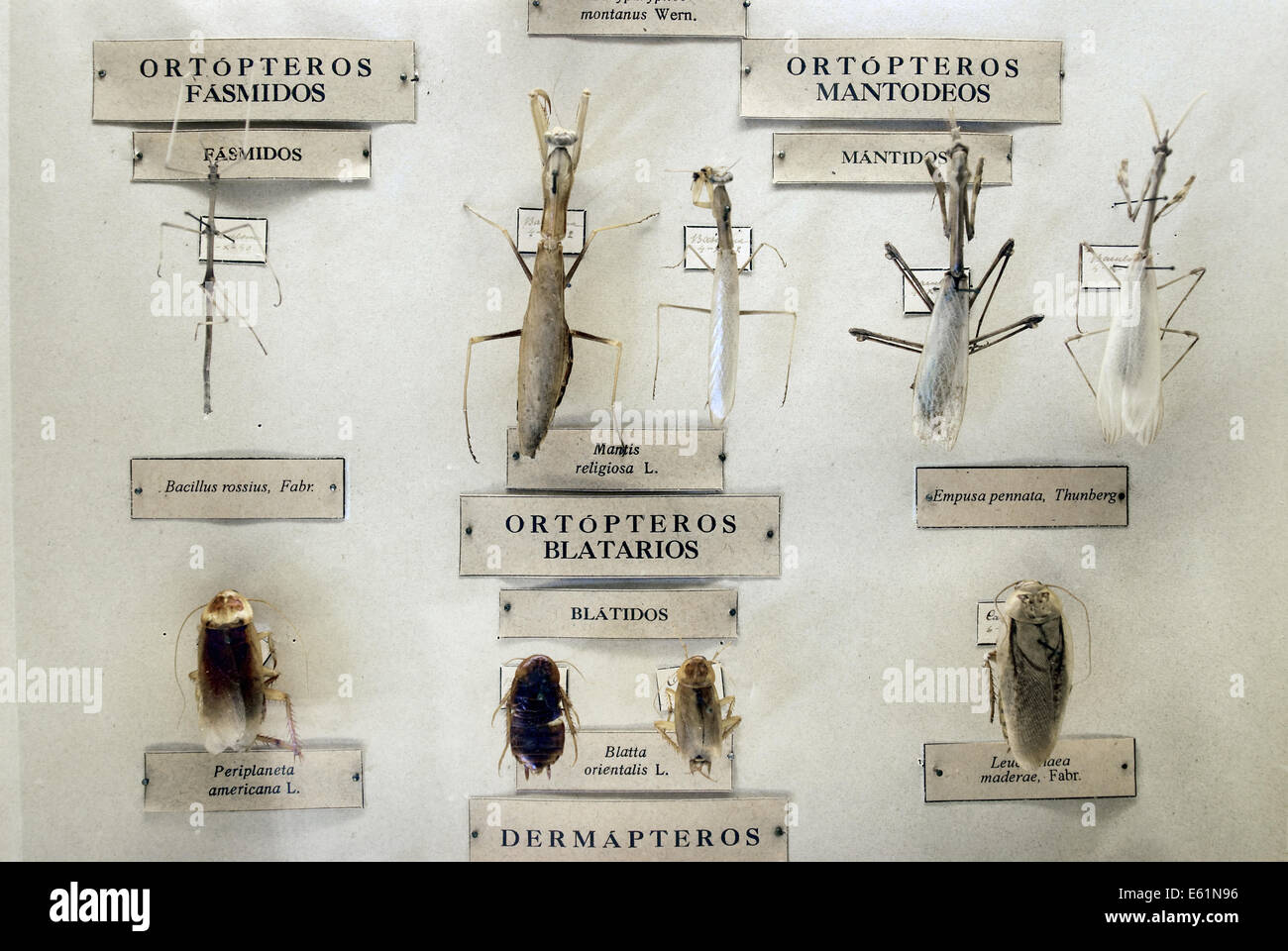 Collection de spécimens d'insectes Banque D'Images