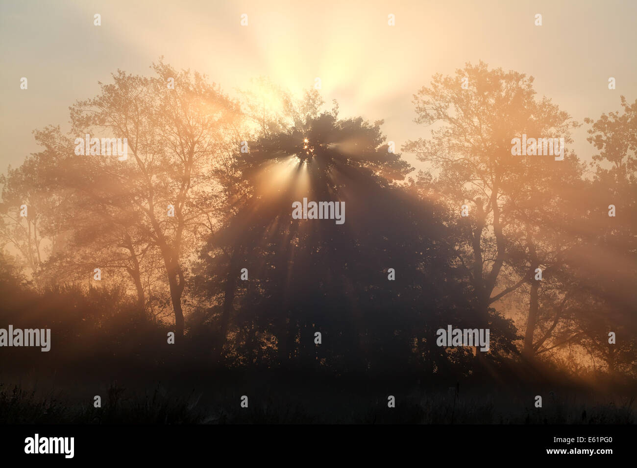 Rayons de soleil à travers des arbres dans un épais brouillard Banque D'Images