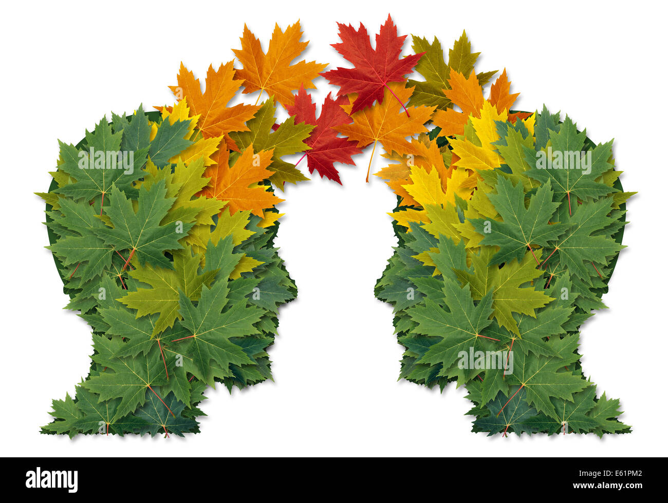 Échange de communication d'affaires en partenariat et travail d'équipe comme symbole de deux têtes humaines faites de feuilles d'arbres reliés ensemble comme un symbole de relations réseau. et la nature de la coopération. Banque D'Images
