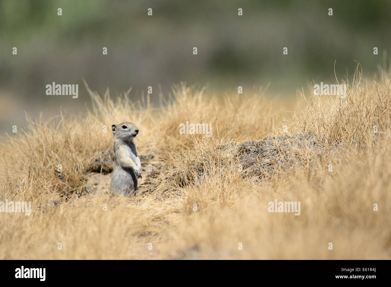 Le spermophile de Belding, Tuolumne Meadows, Yosemite NP Banque D'Images