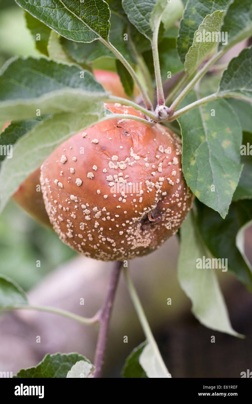 Monilinia. Pourriture brune sur les pommes dans un verger. Banque D'Images