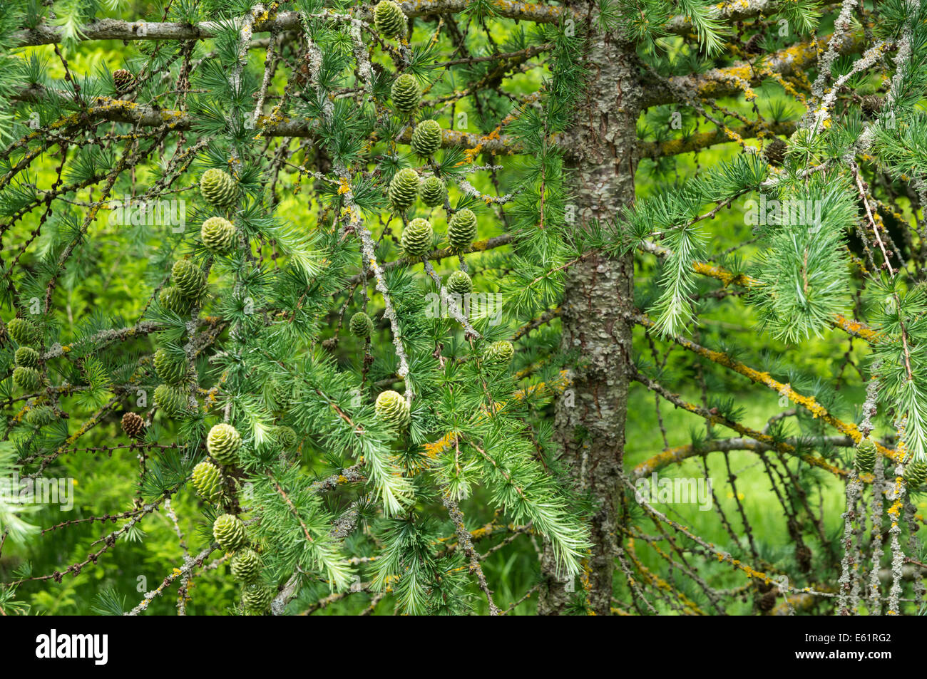 Cônes de mélèze d'Europe Larix decidua Banque D'Images