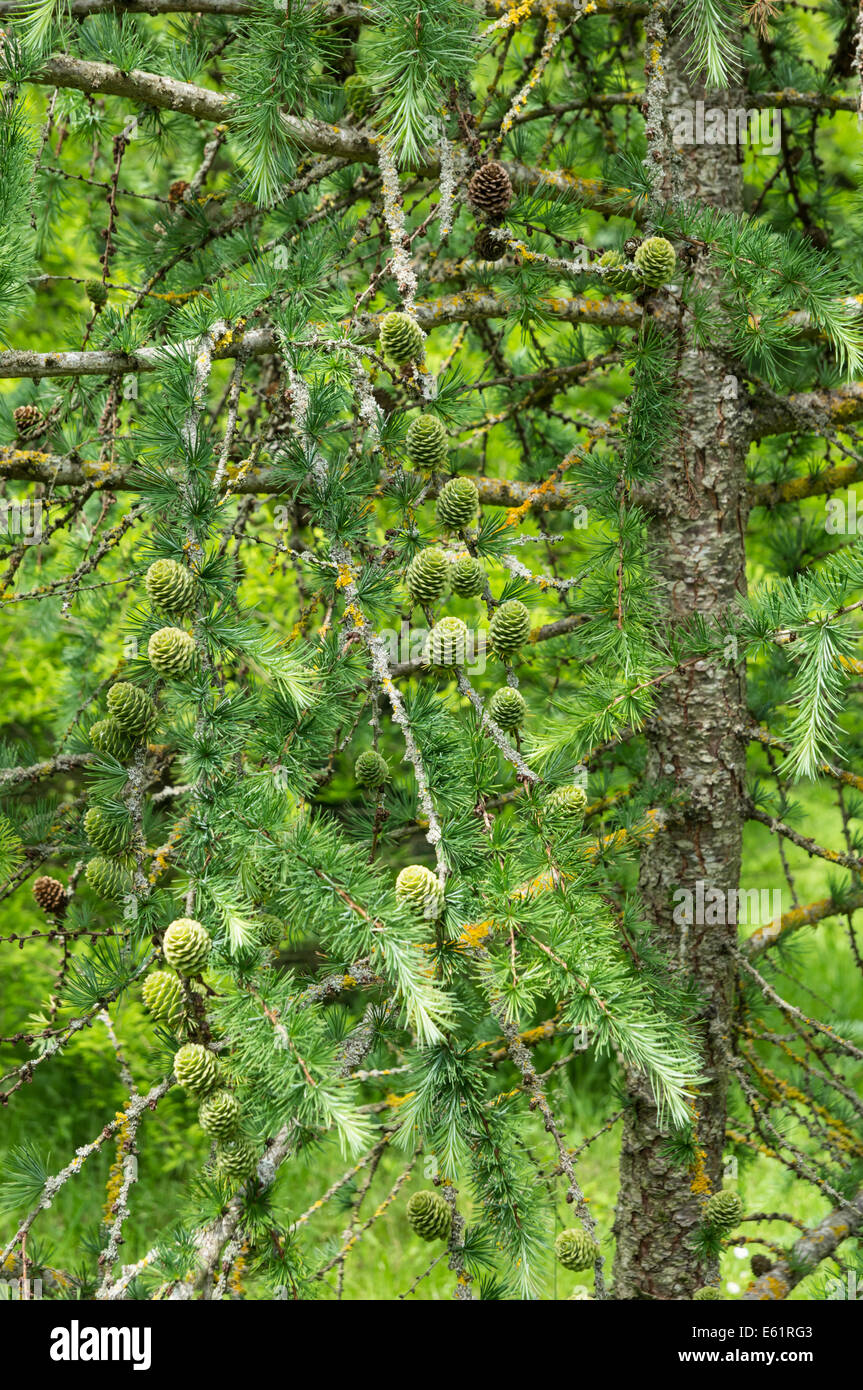 Cônes de mélèze d'Europe Larix decidua Banque D'Images