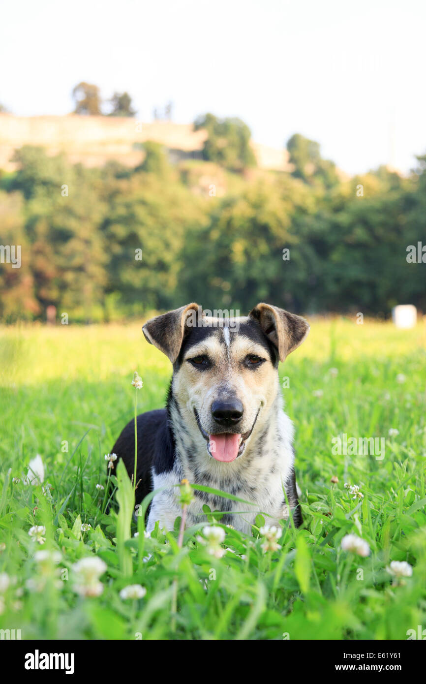 Gentil petit chien couché sur l'herbe verte dans la campagne Banque D'Images