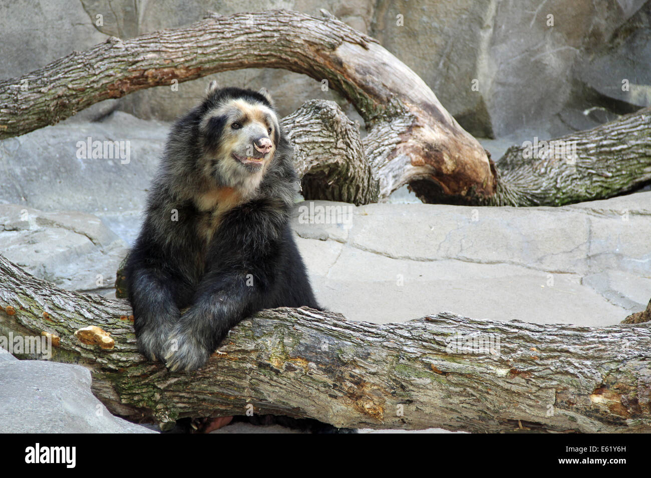 Noir et blanc Ours andin Banque D'Images