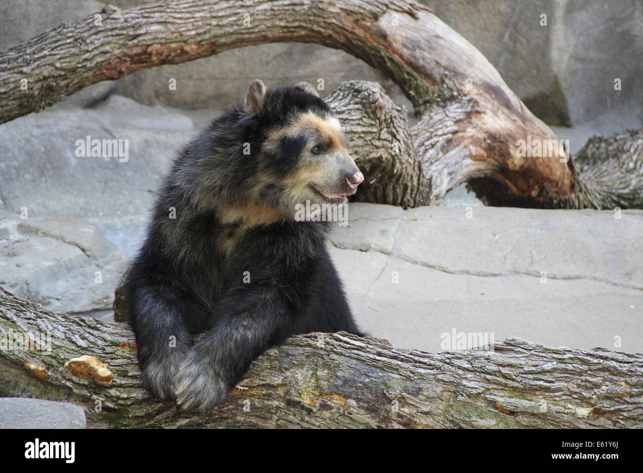 Noir et blanc Ours andin Banque D'Images