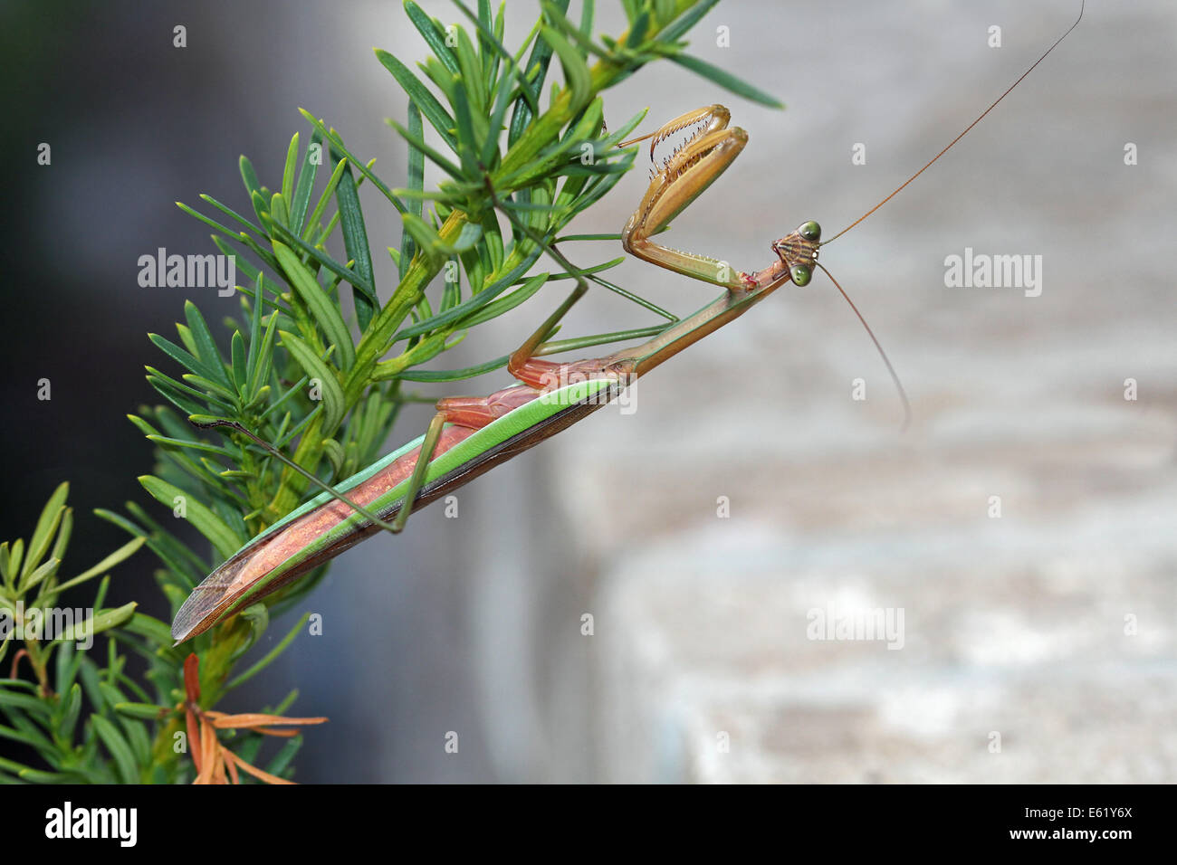 Le vert et le Brun Praying Mantis Banque D'Images