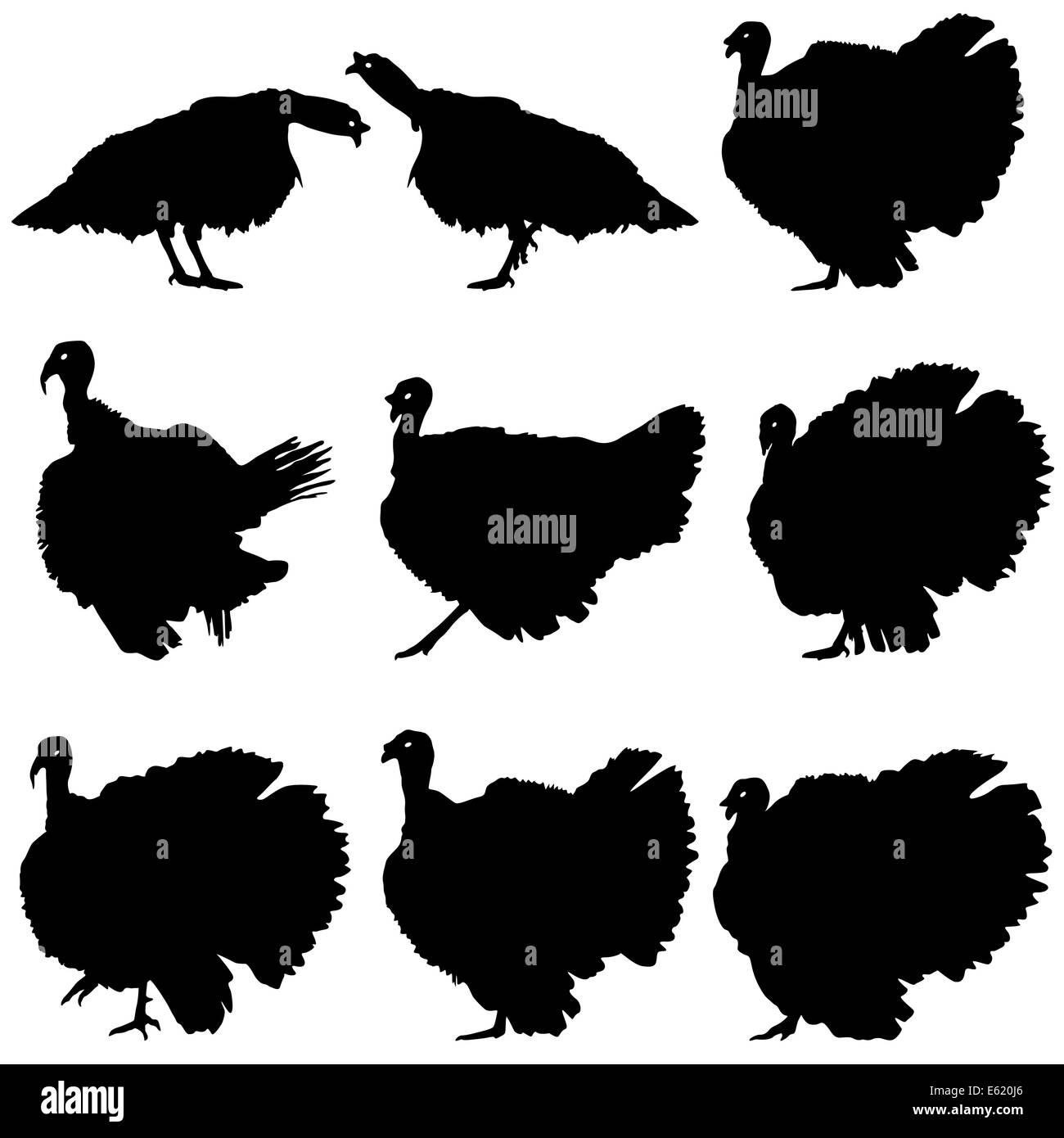 Silhouettes de dindons. Vector illustration. Banque D'Images