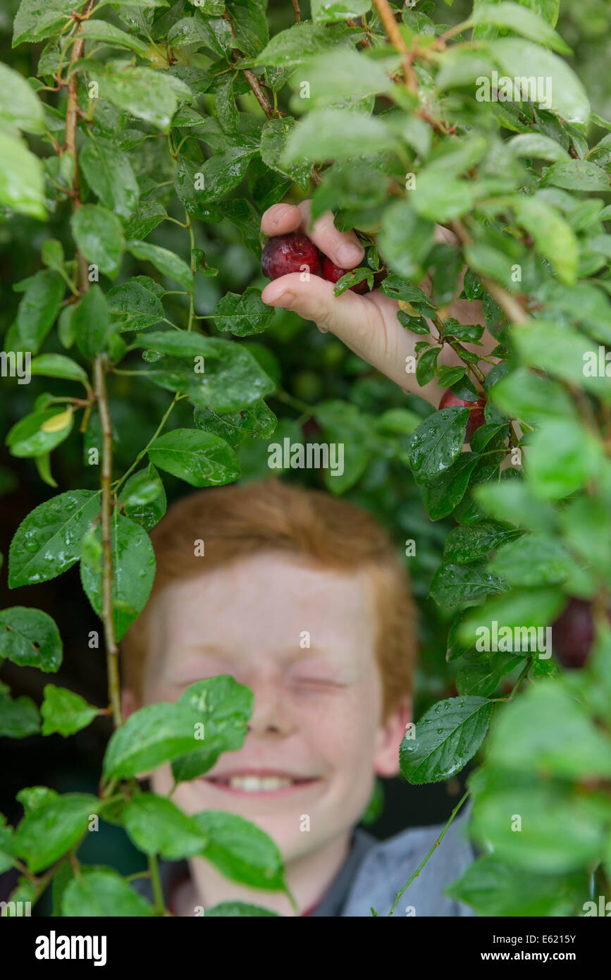 Un dix ans en ramassant les prunes à partir d'un arbre. Banque D'Images