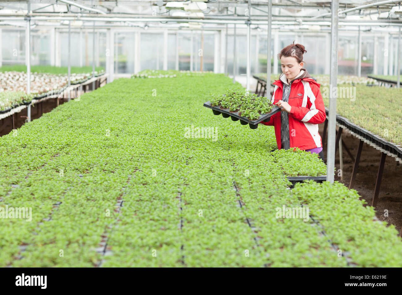 Une femme d'Europe de l'employé travaillant dans une serre à l'Est de l'Angleterre Banque D'Images