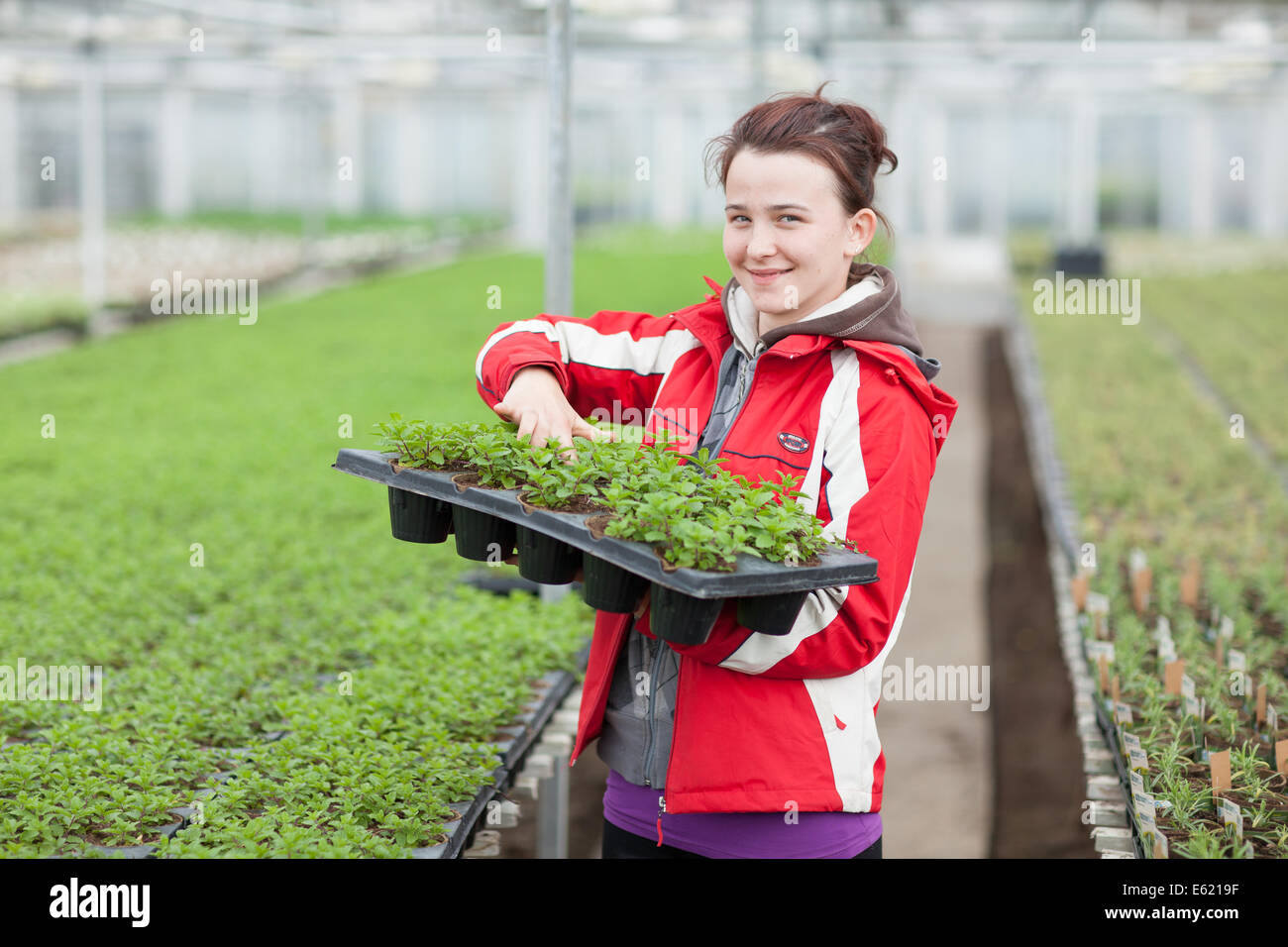 Une femme d'Europe de l'employé travaillant dans une serre à l'Est de l'Angleterre Banque D'Images