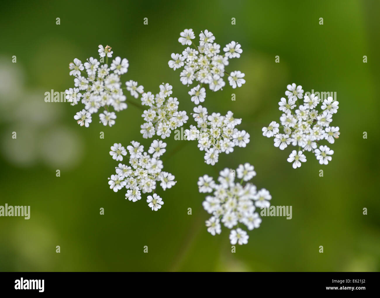 Cow parsley. Image prise dans l'île de Texel, Pays-Bas Banque D'Images