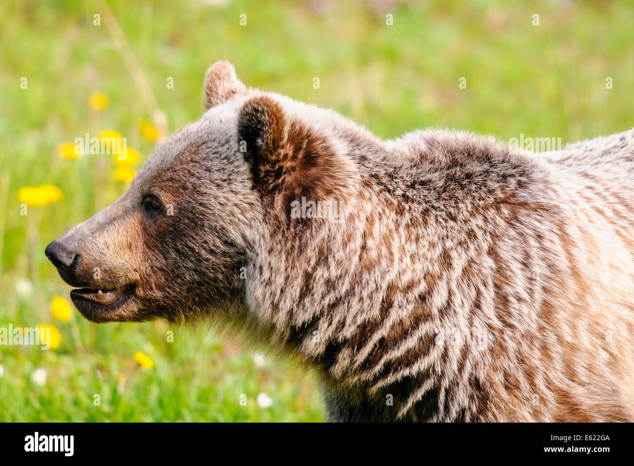 L'ours grizzli sauvage se nourrit de feuillage d'été, la région de Kananaskis, Alberta, Canada Banque D'Images