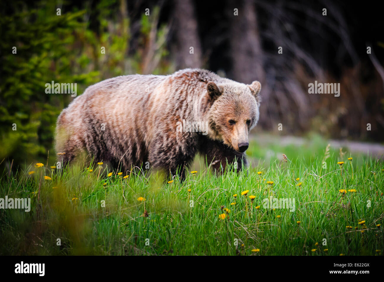 L'ours grizzli sauvage se nourrit de feuillage d'été, la région de Kananaskis, Alberta, Canada Banque D'Images