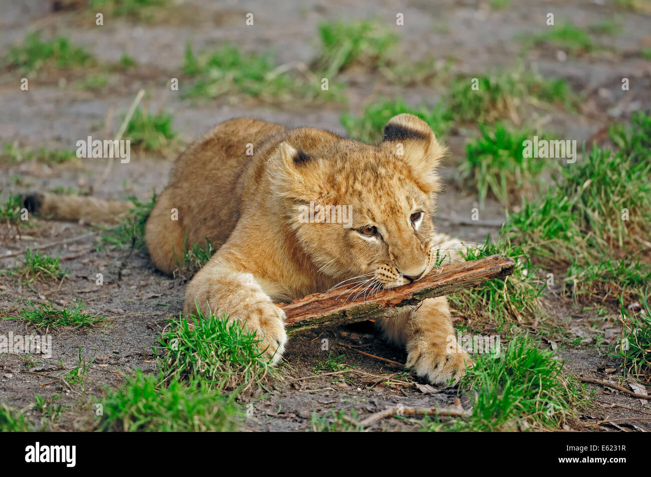 L'African Lion (Panthera leo), Cub Banque D'Images