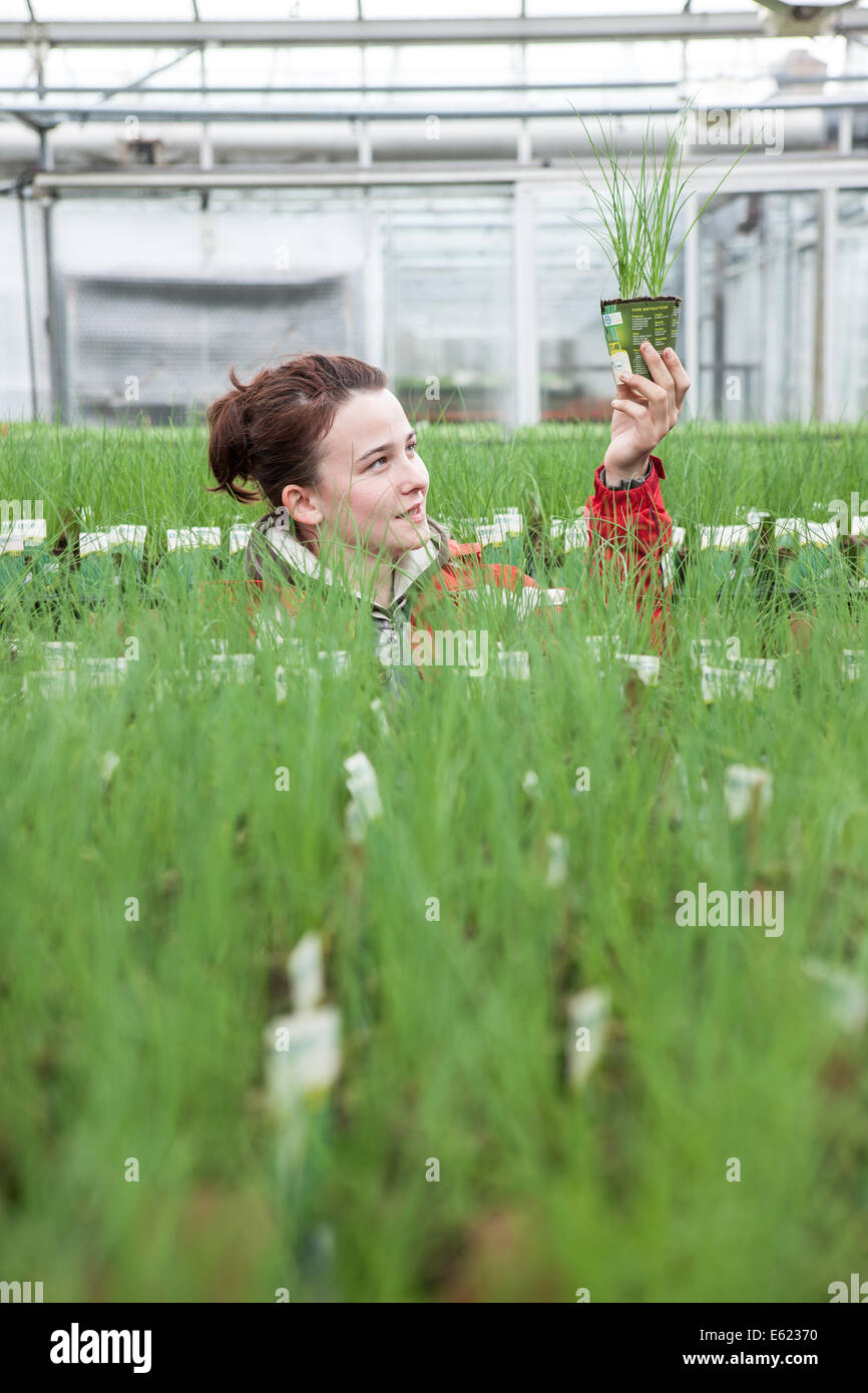 Une femme d'Europe de l'employé travaillant dans une serre à l'Est de l'Angleterre Banque D'Images