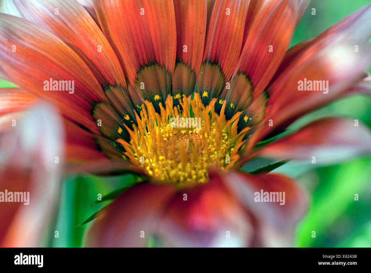 Close up of Gazania rigens (syn. G. splendens), parfois appelé fleur de trésor Banque D'Images