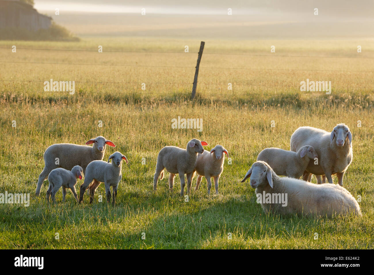 Troupeau de moutons dans la lumière du matin sur Simssee, Söchtenau, Chiemgau, avant-pays alpin, Upper Bavaria, Bavaria, Germany Banque D'Images