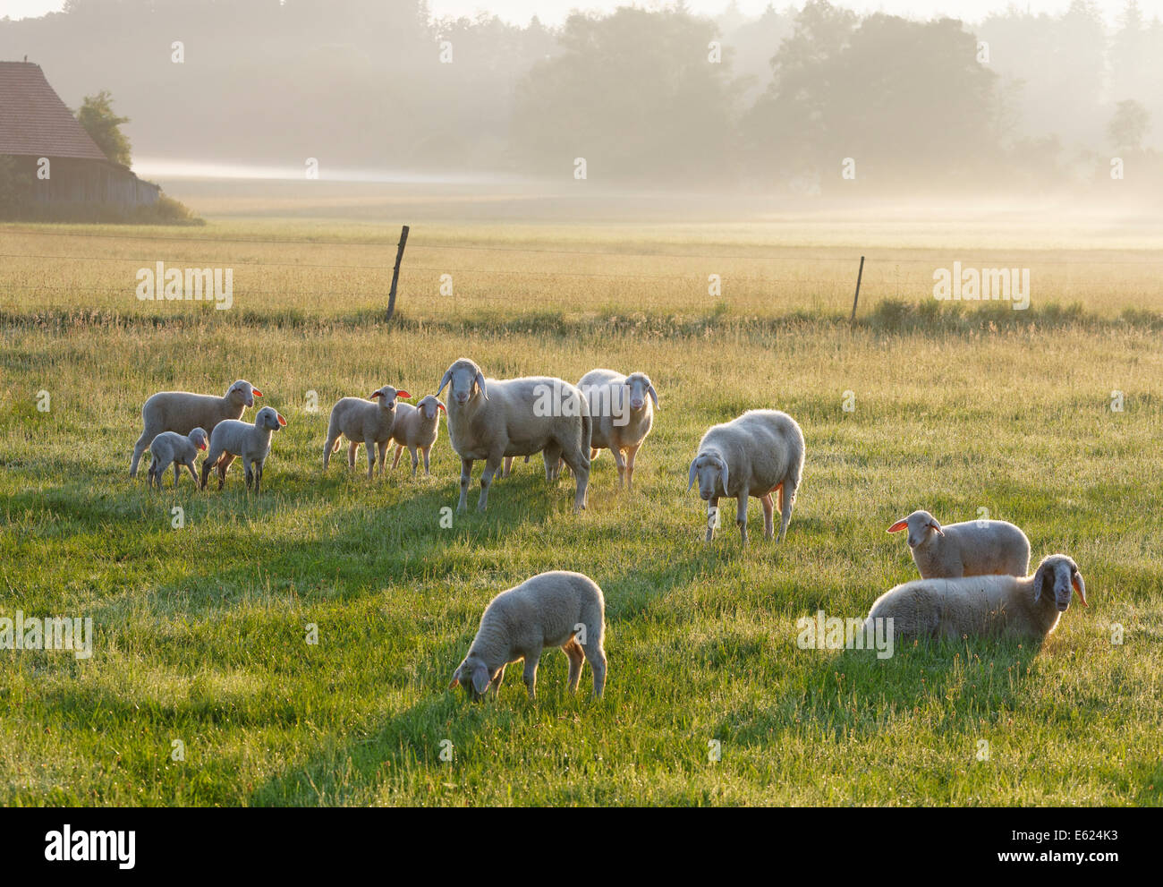 Troupeau de moutons dans la lumière du matin sur Simssee, Söchtenau, Chiemgau, avant-pays alpin, Upper Bavaria, Bavaria, Germany Banque D'Images