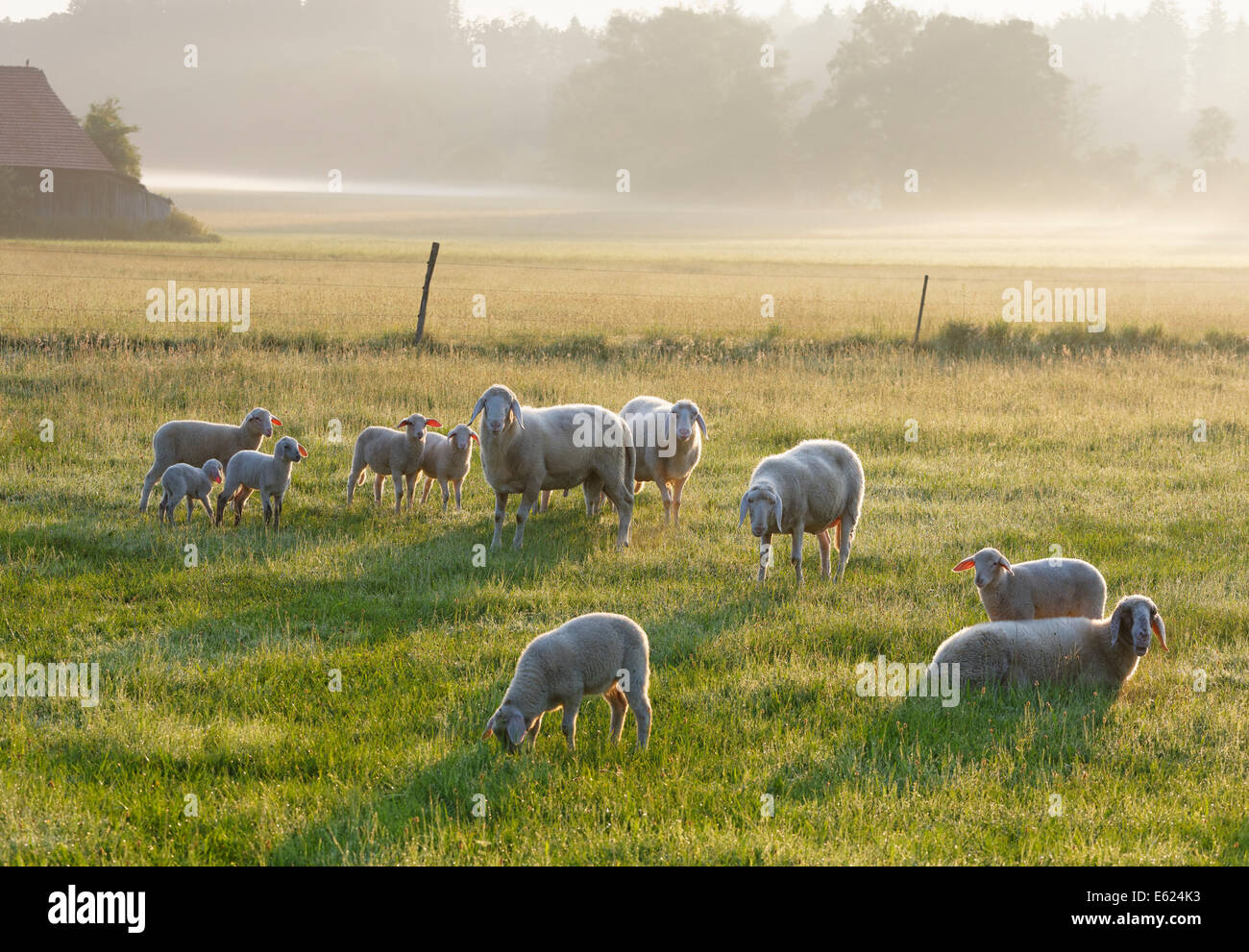 Troupeau de moutons dans la lumière du matin sur Simssee, Söchtenau, Chiemgau, avant-pays alpin, Upper Bavaria, Bavaria, Germany Banque D'Images Troupeau de moutons dans la lumière du matin sur Simssee, Söchtenau, Chiemgau, avant-pays alpin, Upper Bavaria, Bavaria, Germany Banque D'Images