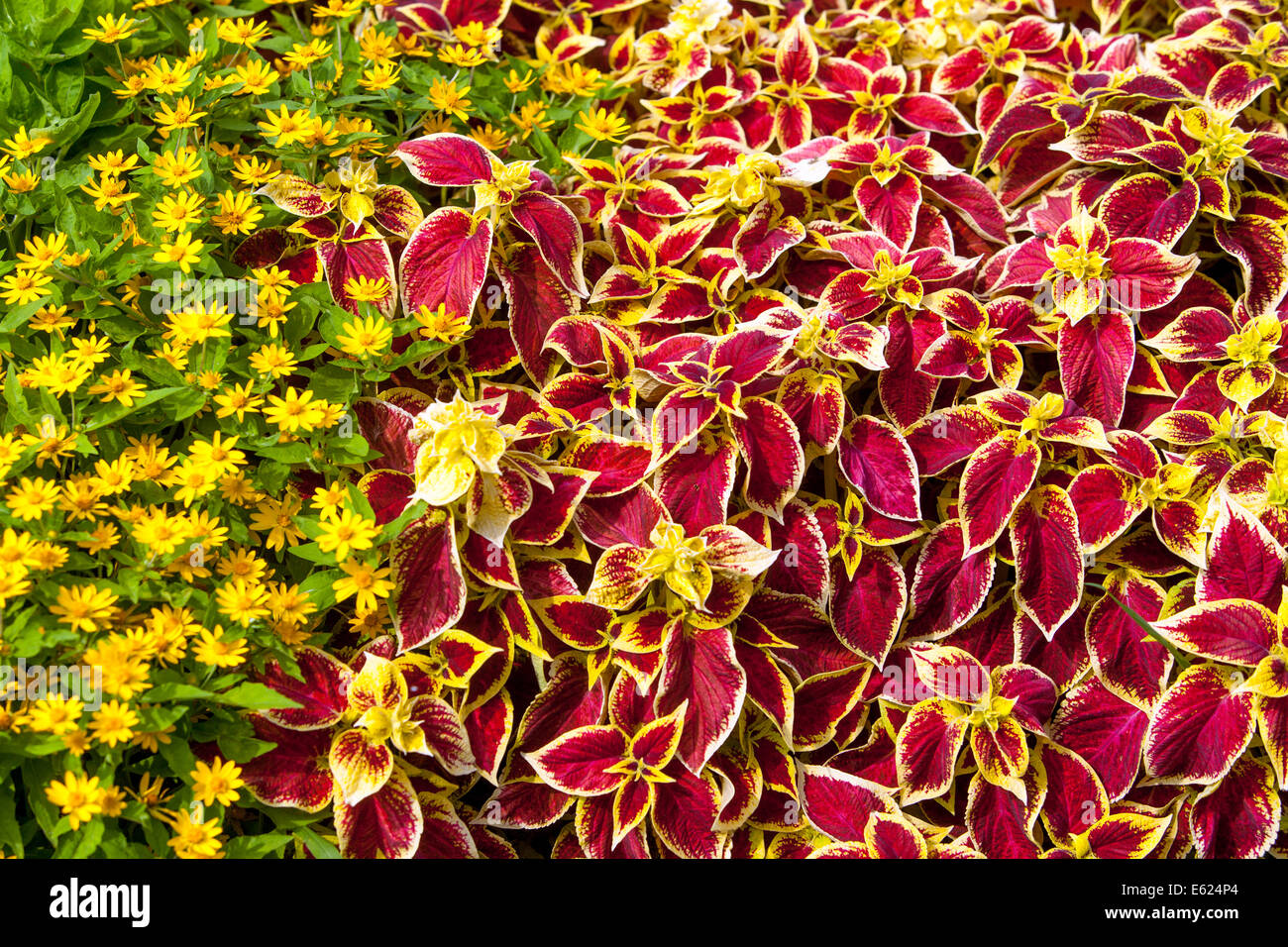 Lit de fleurs colorées de fleurs annuelles, Coleus 'Wizard' écarlate, beurre melampodium Daisy Banque D'Images