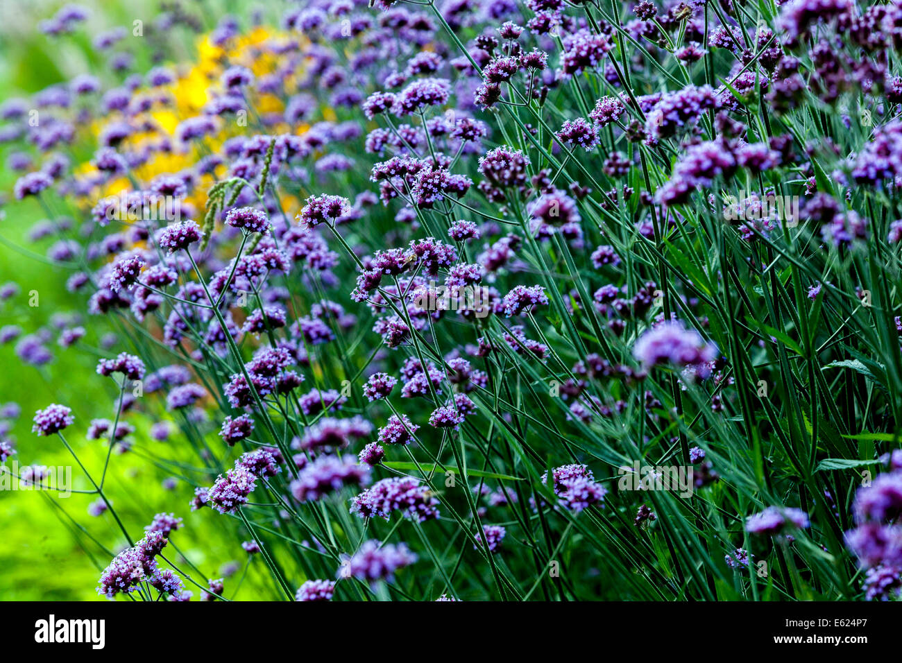 Jardin vivace coloré fleuri de fleurs vivaces, Verbena bonariensis Banque D'Images