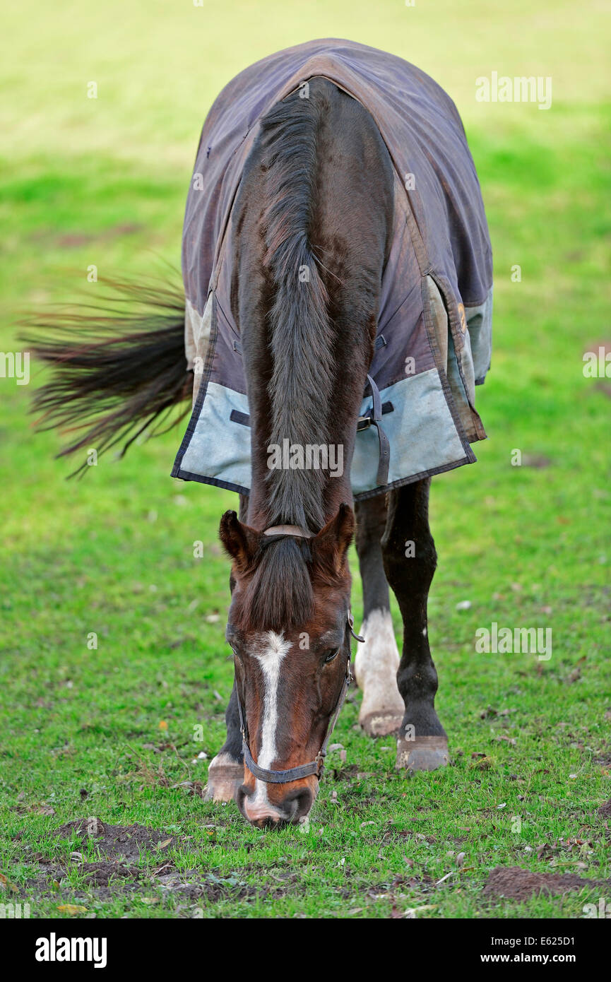 Horse westphalien ou Westfalen (Equus ferus caballus), Nordrhein-Westfalen, Allemagne Banque D'Images