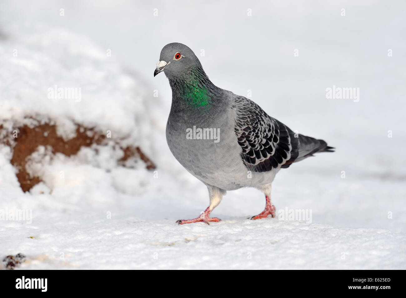 La population de pigeon domestique (Columba livia domestica) dans la neige, en Rhénanie du Nord-Westphalie, Allemagne Banque D'Images