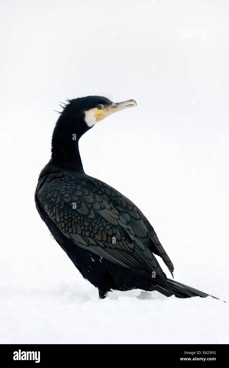 Grand cormoran ou Grand Cormoran (Phalacrocorax carbo) en hiver, en Rhénanie du Nord-Westphalie, Allemagne Banque D'Images