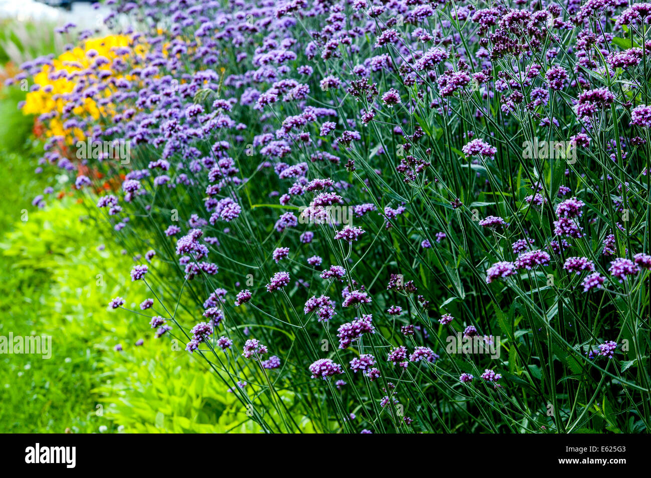 Verveine jardin bordure fleurs fleuries en été verveine Tall Verbena bonariensis Purpletop Vervain bordure Banque D'Images