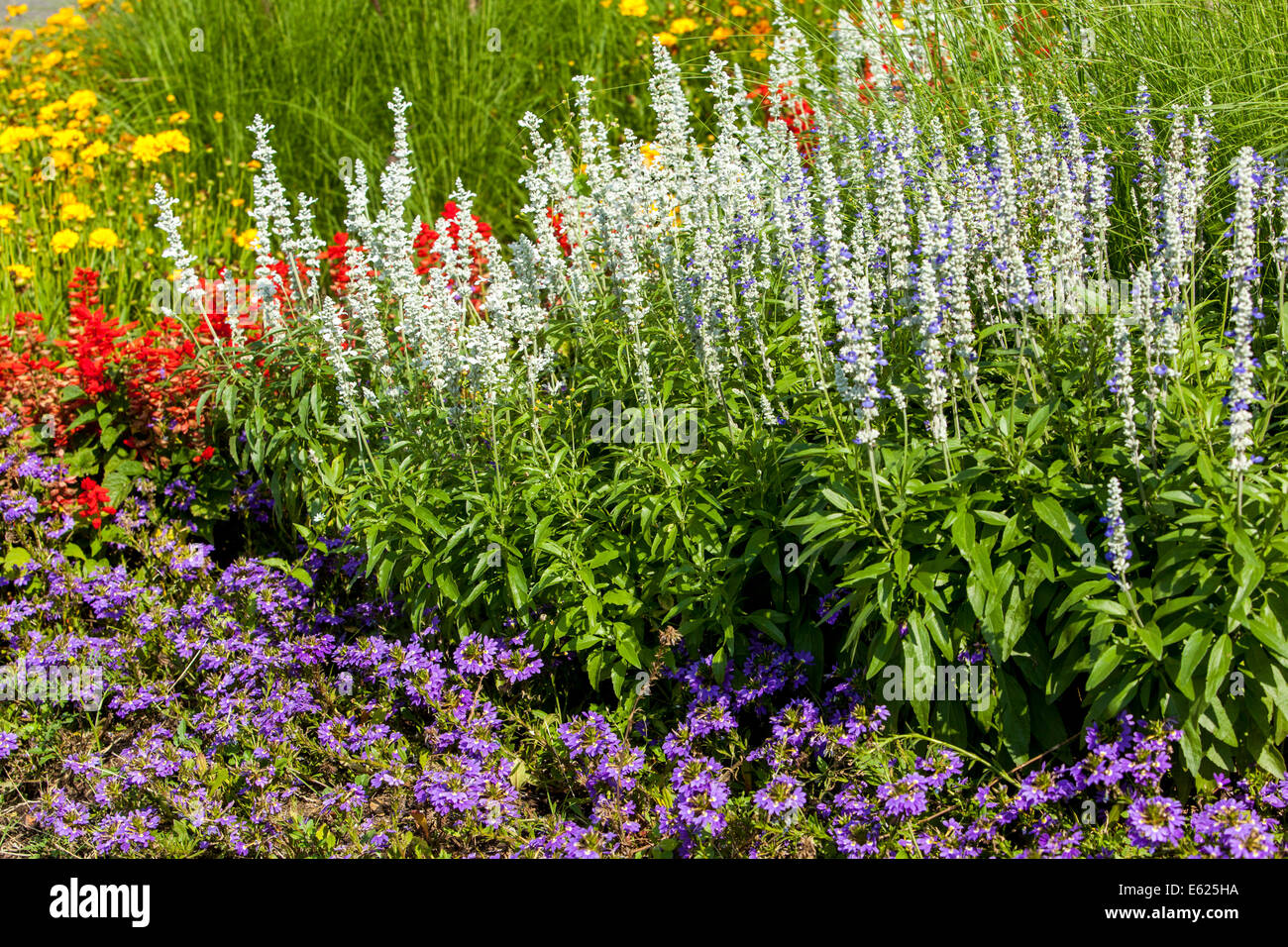 Parterre de fleurs colorées de fleurs annuelles, Salvia farinacea Scaevola, belles fleurs de jardin parsemant les plantes bordent Banque D'Images
