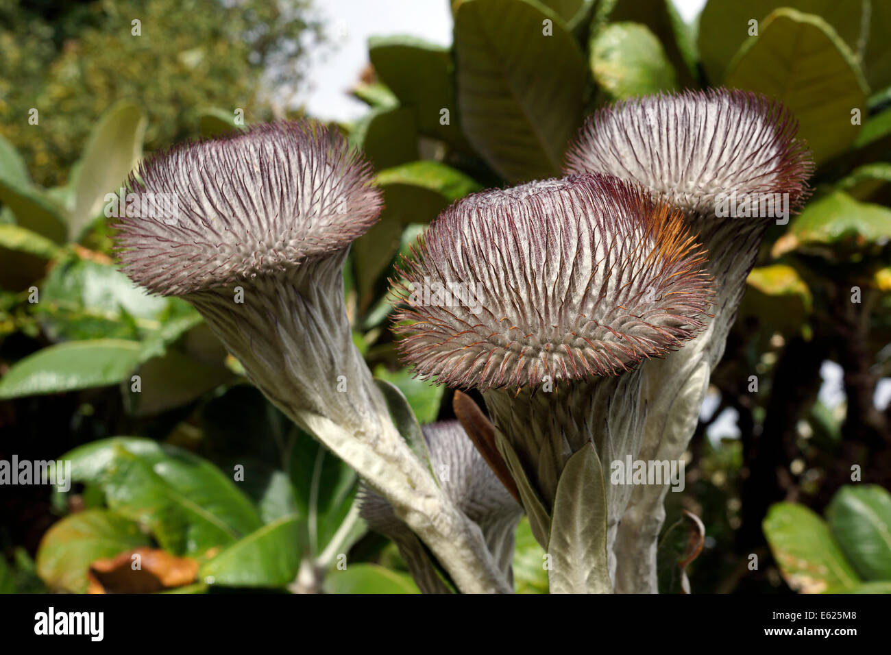 Le Suurberg Flowerheads de bush (Oldenburgia grandis coussin) usine de Kirstenbosch National Botanical Gardens, Cape Town. Banque D'Images