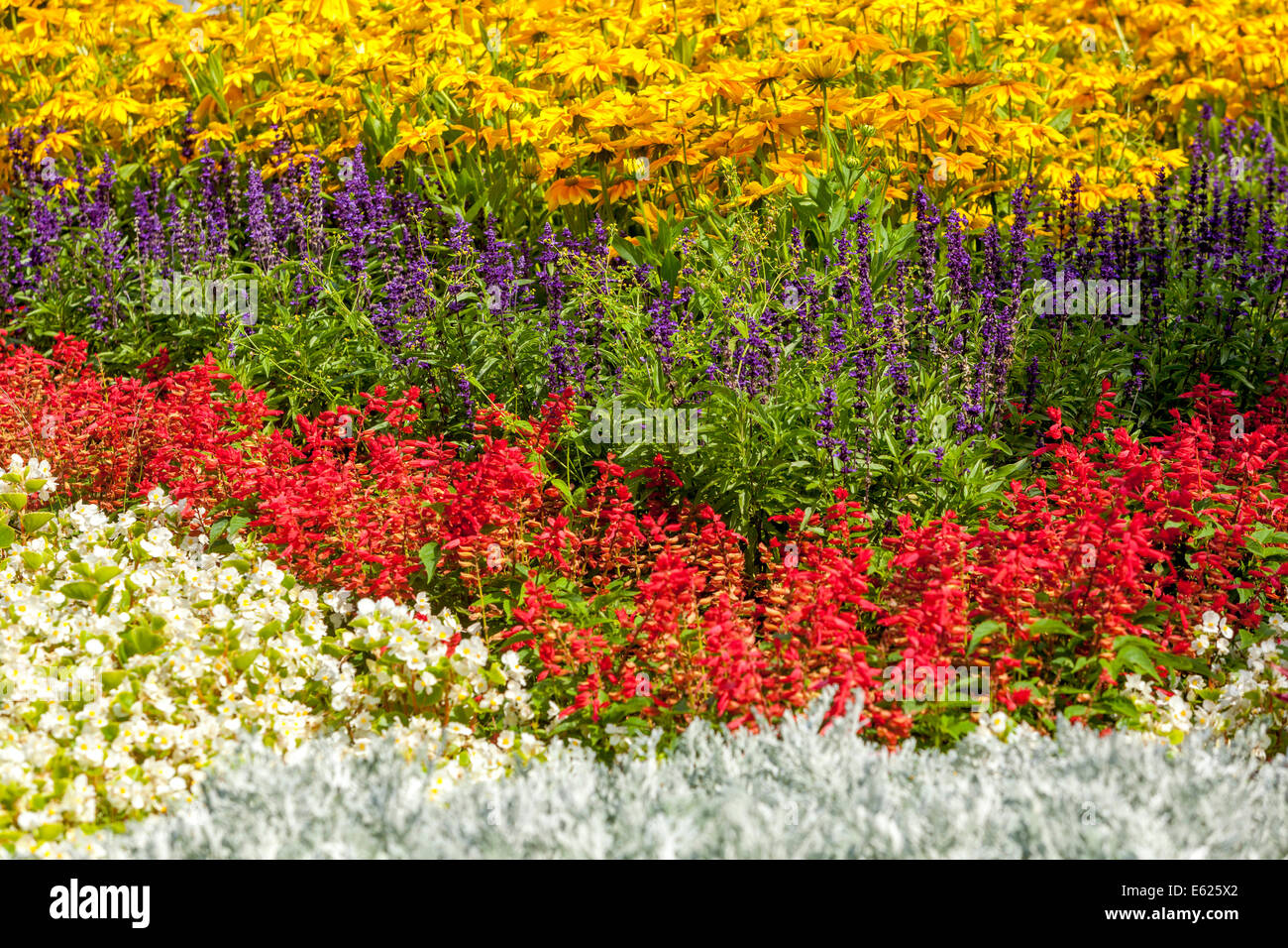 Lit de fleurs coloré de fleurs annuelles, Rudbeckia hirta ' Prairie Sun ', Salvia splendens plantes de couchage Banque D'Images