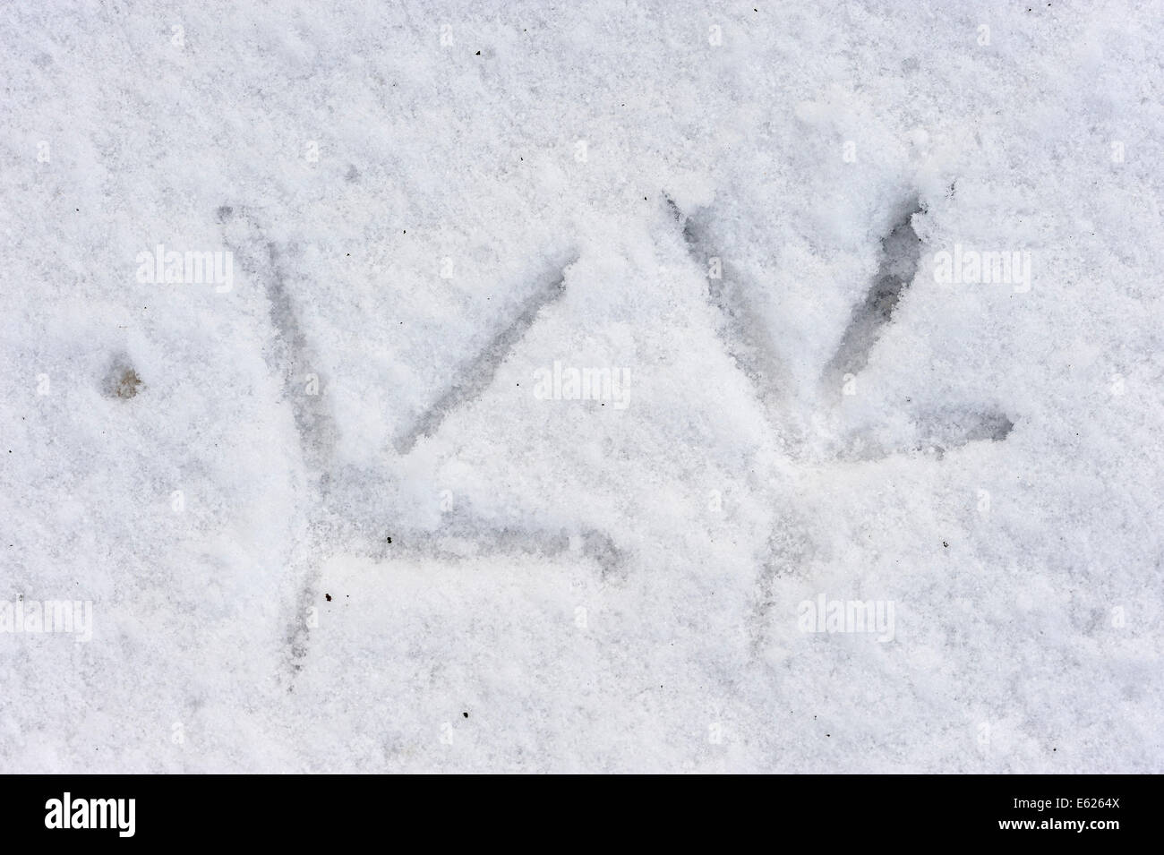 Héron cendré (Ardea cinerea), des empreintes de pas dans la neige, Rhénanie du Nord-Westphalie, Allemagne Banque D'Images