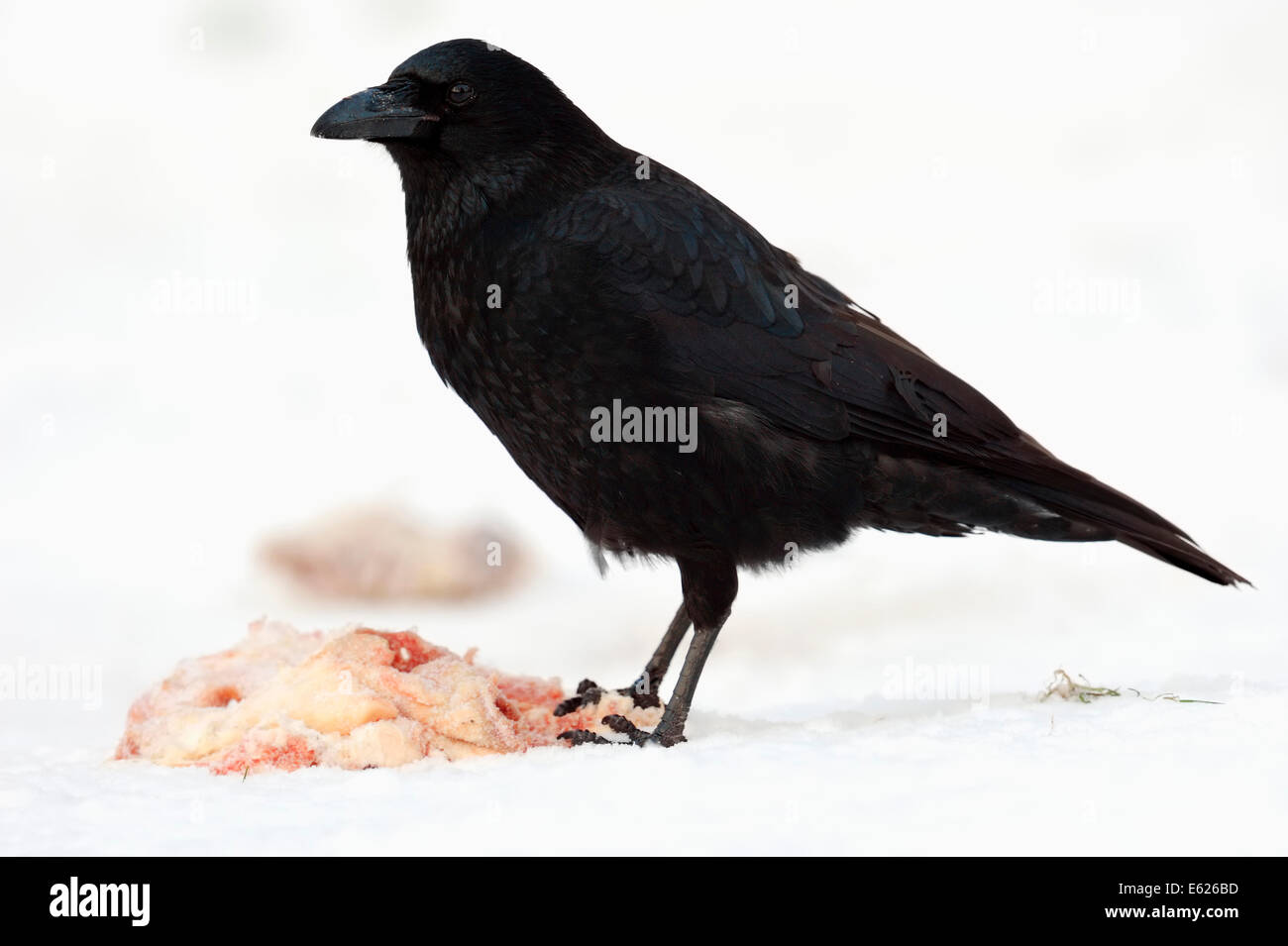 Corneille noire (Corvus corone corone) sur carcasse en hiver, en Rhénanie du Nord-Westphalie, Allemagne Banque D'Images