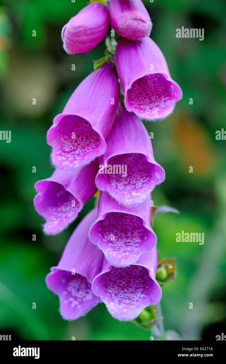 Close up de la digitale pourpre (Digitalis purpurea) fleurs Banque D'Images