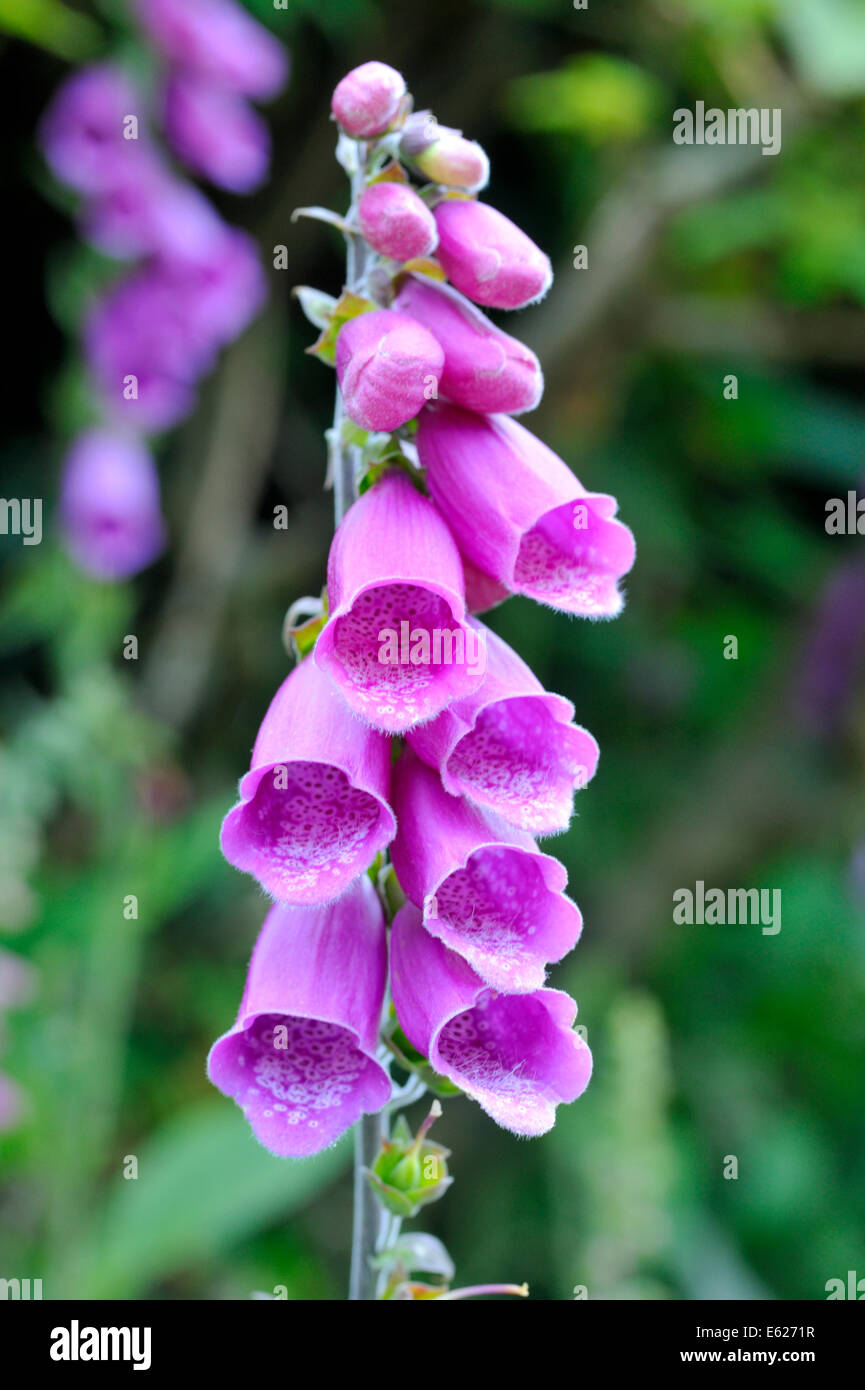 Close up de la digitale pourpre (Digitalis purpurea) fleurs Banque D'Images