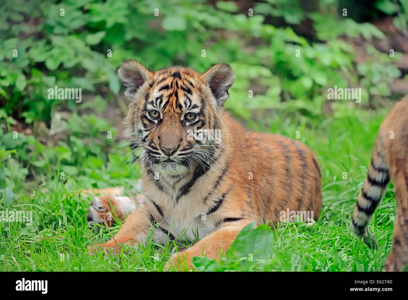 Tigre de Sumatra (Panthera tigris sumatrae, Panthera sumatrae), Cub Banque D'Images