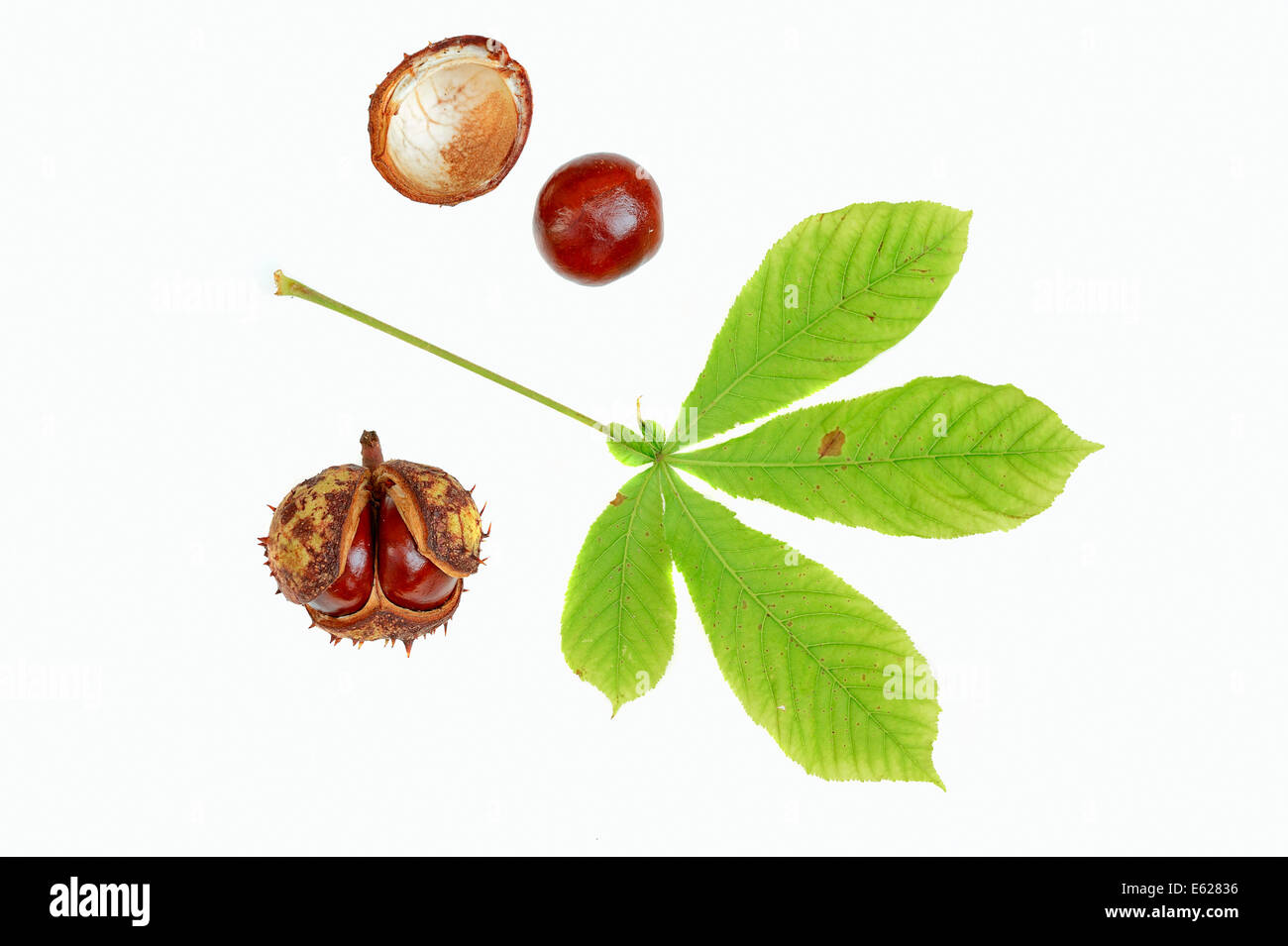 Le Marronnier d'Inde ou arbre de Conker (Aesculus hippocastanum), de feuilles et de fruits Banque D'Images