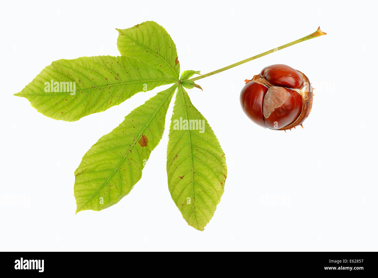 Le Marronnier d'Inde ou arbre de Conker (Aesculus hippocastanum), de feuilles et de fruits Banque D'Images