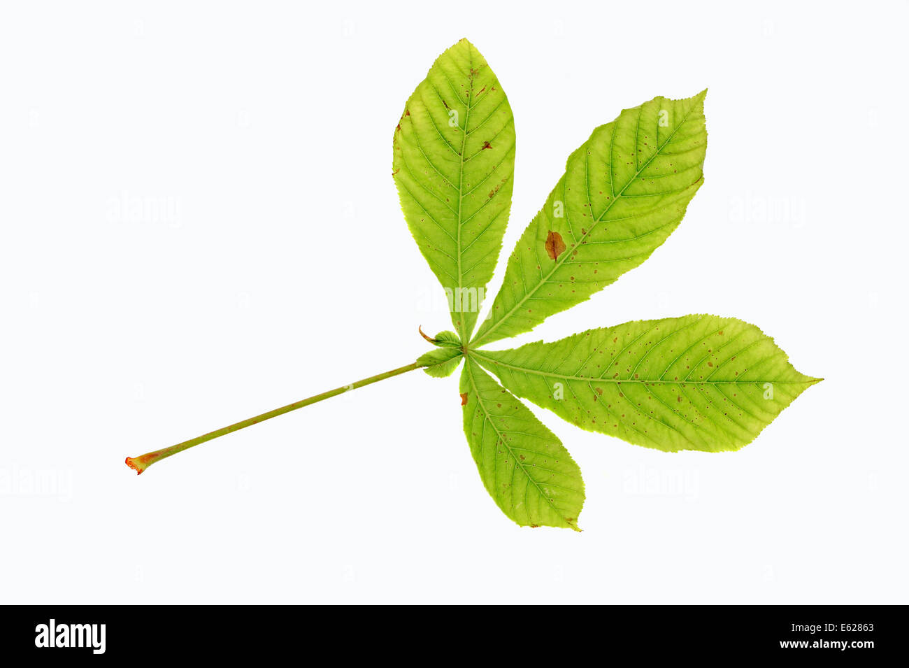 Le Marronnier d'Inde ou arbre de Conker (Aesculus hippocastanum), leaf Banque D'Images