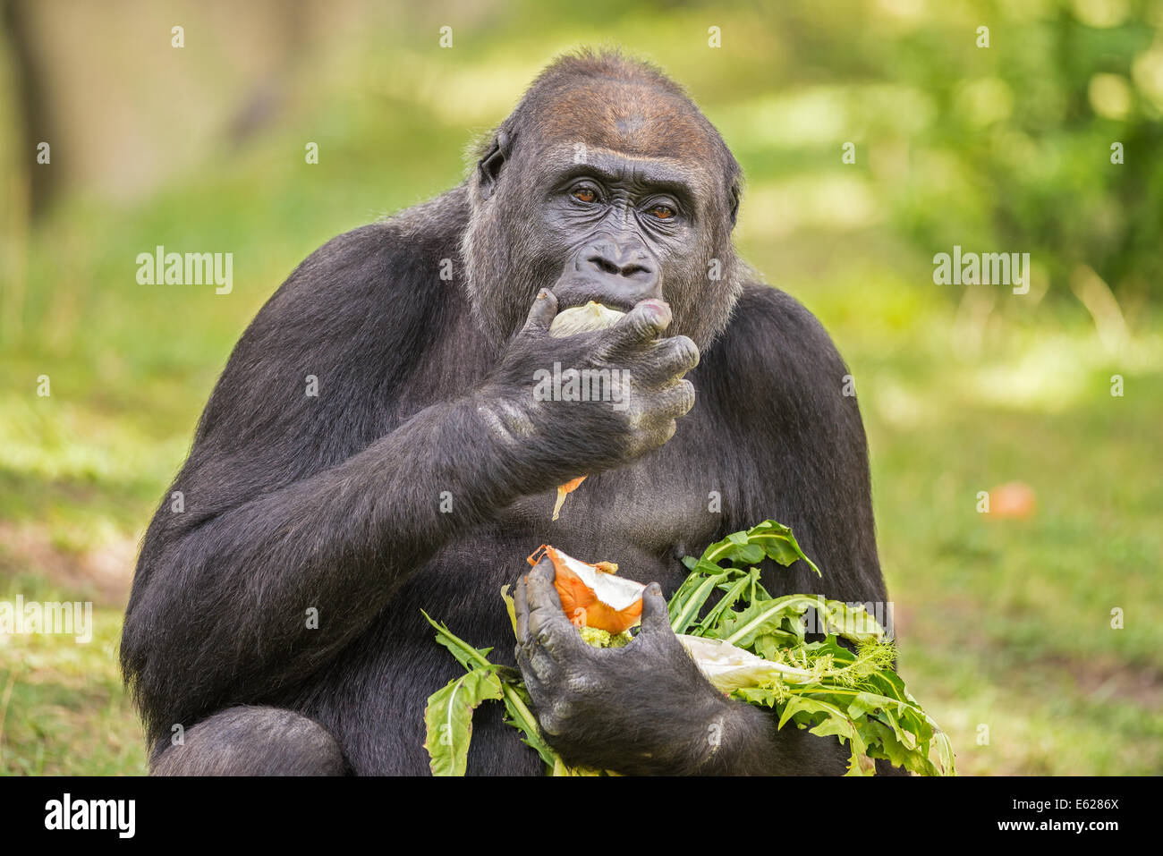 Gorilla manger des légumes Banque D'Images Gorilla manger des légumes Banque D'Images