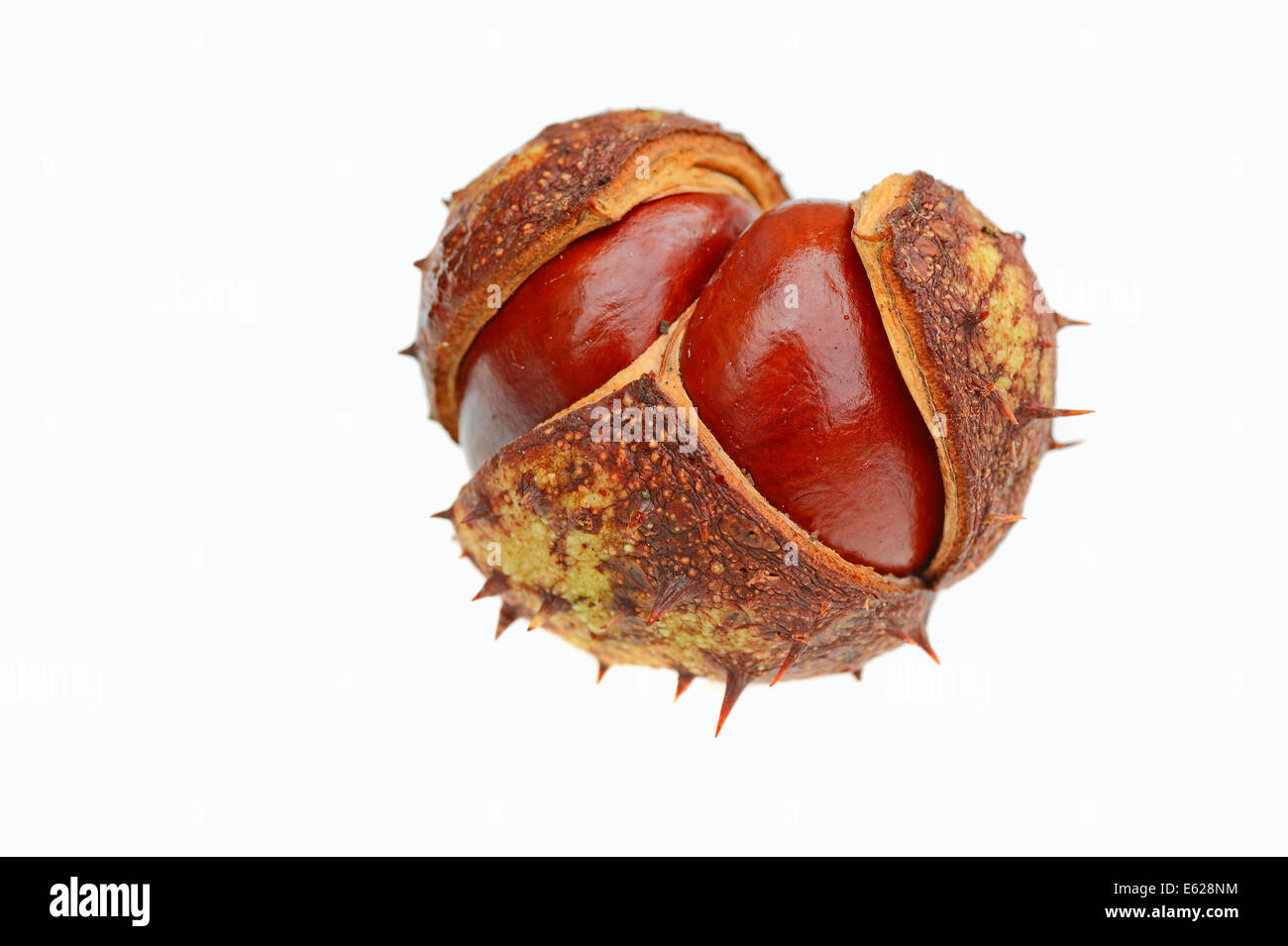 Le Marronnier d'Inde ou arbre de Conker (Aesculus hippocastanum), de fruits Banque D'Images