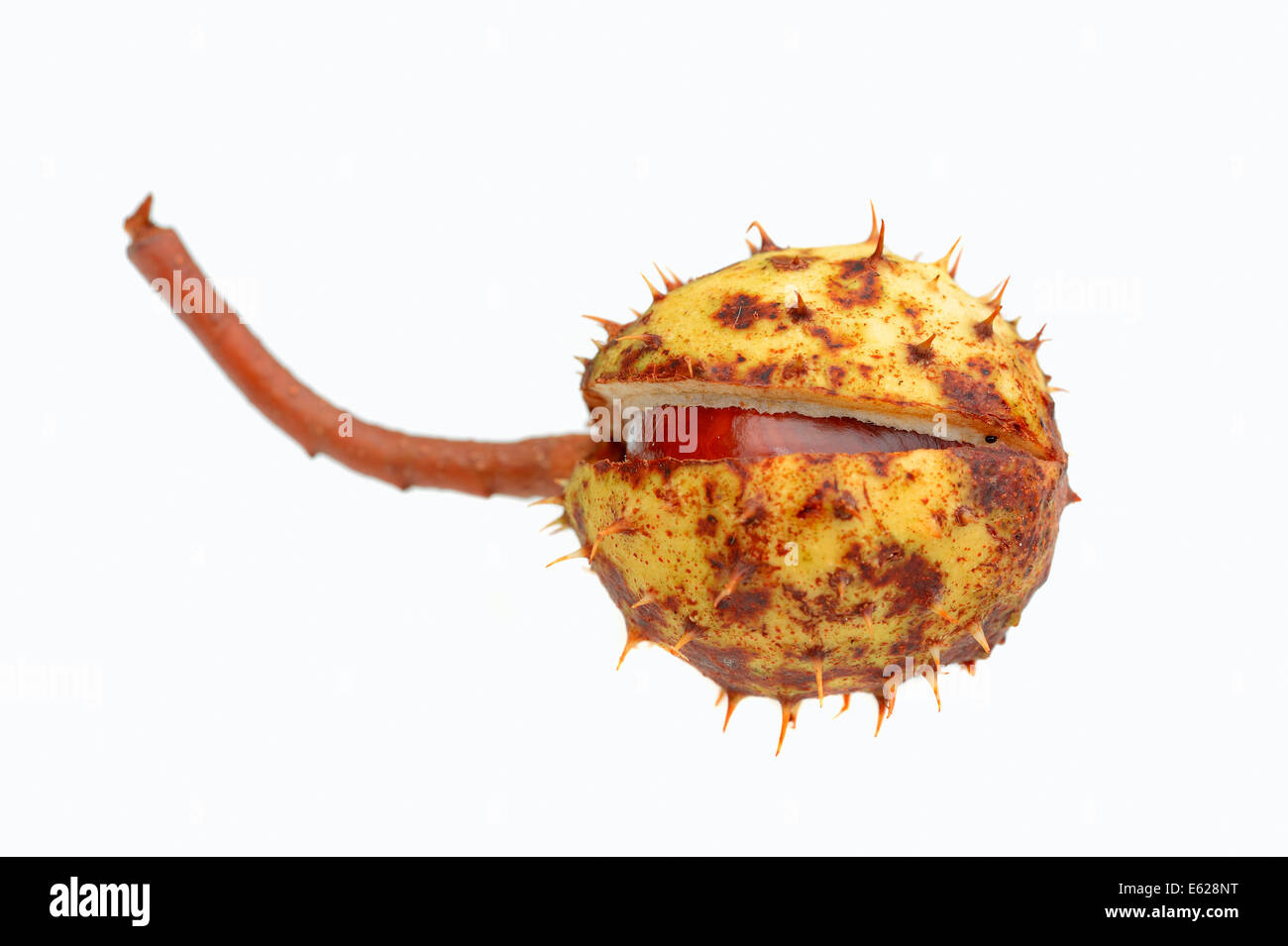 Le Marronnier d'Inde ou arbre de Conker (Aesculus hippocastanum), de fruits Banque D'Images