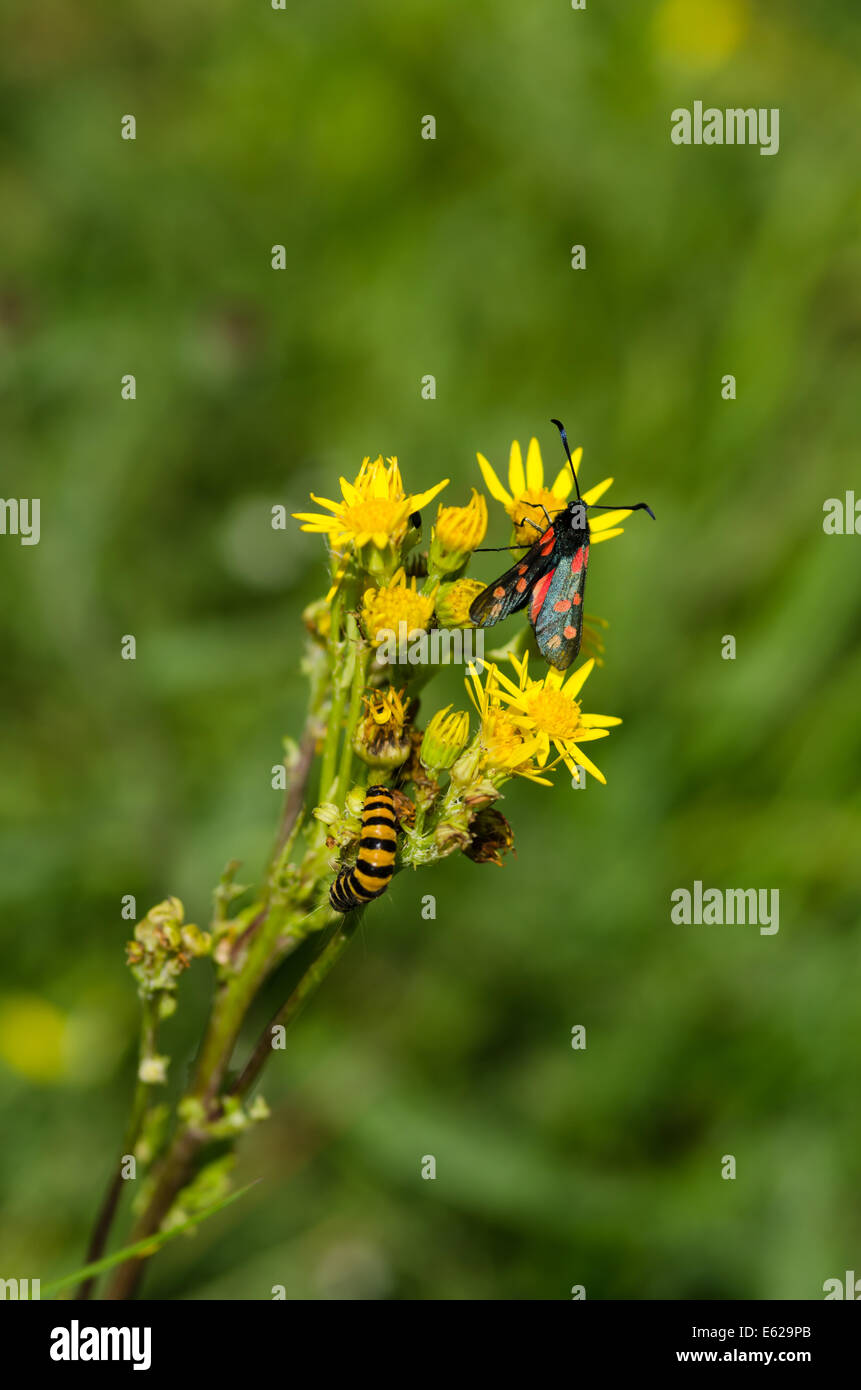 Spot 6 Burnett papillon sur fleur Séneçon avec Caterpillar cinabre Banque D'Images