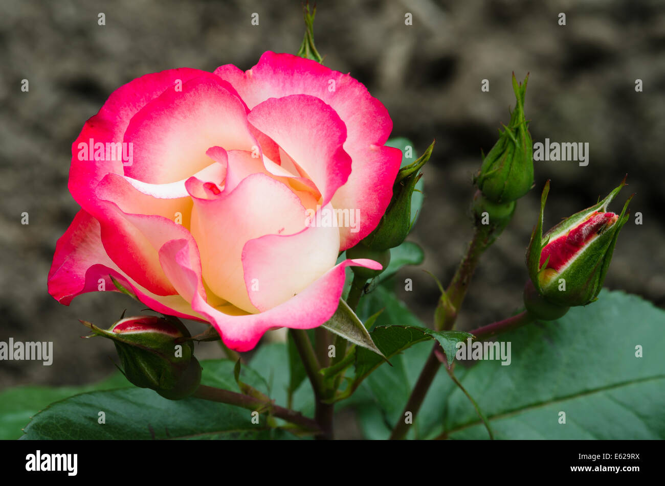 Florbunda Rose - Rosa 'Girl' Anniversaire Banque D'Images