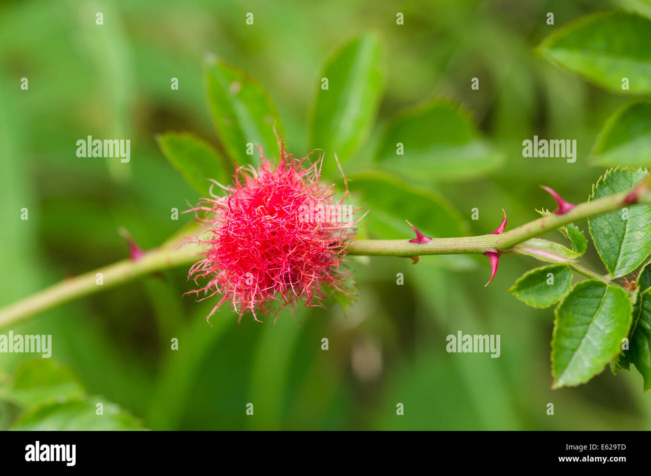 Robin's pincushion - 'Bedeguar Gall' Banque D'Images