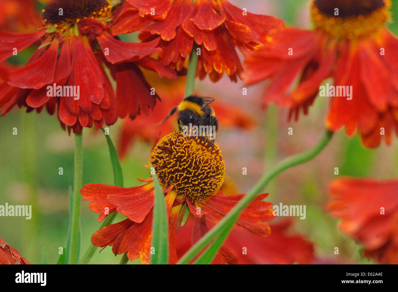 Buff-queue de bourdons (Bombus terrestris) sur helenium fleurs Banque D'Images