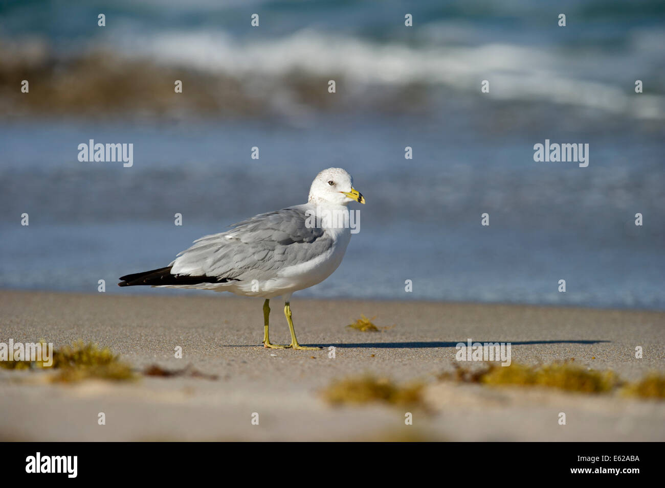 Ring-billed Gull Larus delawarensis Florida USA adultes Banque D'Images