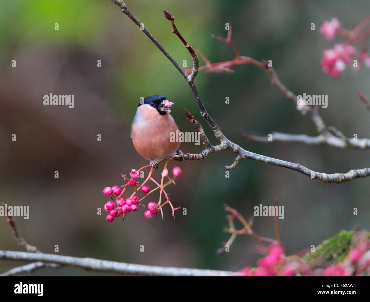 Canard colvert (Pyrrhula pyrrhula) mâle se nourrissant de Rowan berries Ecosse Banque D'Images